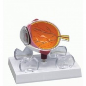 Cornea Eye Cross-Section Model